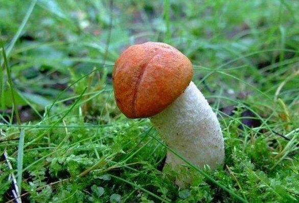 Mushrooms symbolize the enlarged head of the penis